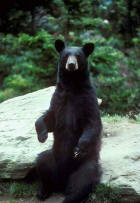 Western North Carolina Black Bear by Mike Bender