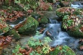 Green Building -- Rapids in Woods