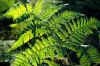 Green Building - Plant Leaf